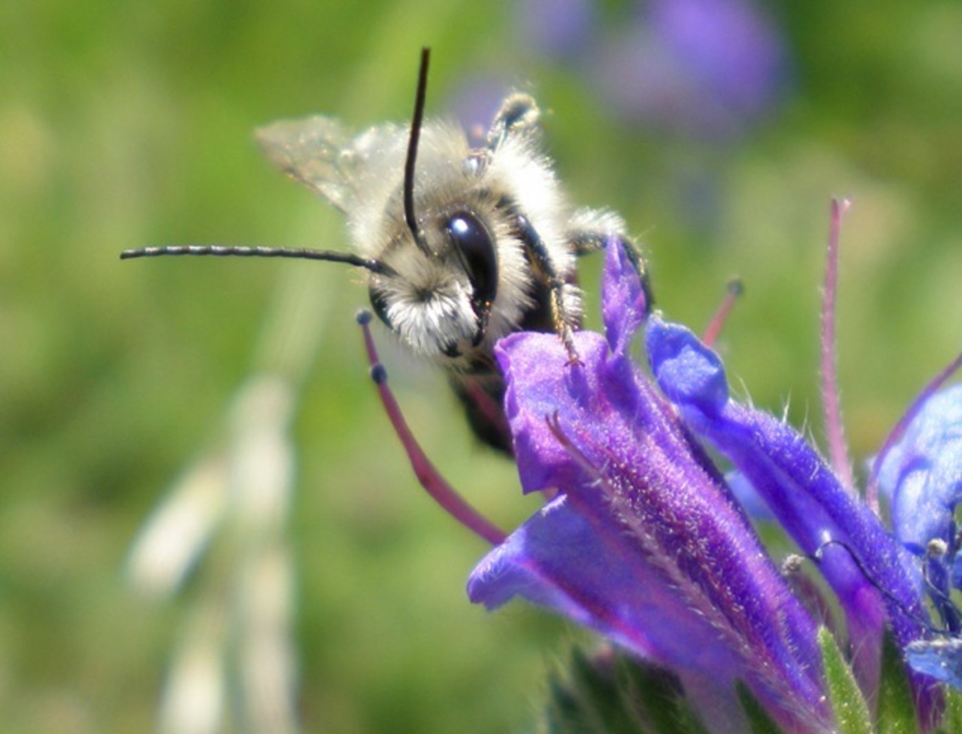 Wildbienen sind alle Bienenarten ausser der Honigbiene. Meist leben diese alleine, bilden also keinen Staat wie die Honigbienen. (Bild Bienen Schweiz)