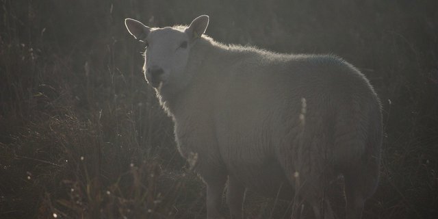 Bei drei Schafrissen wurde der Wolf als Täter bestätigt. (Bild Pixabay)