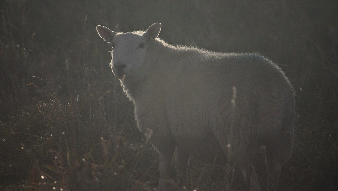 Bei drei Schafrissen wurde der Wolf als Täter bestätigt. (Bild Pixabay)