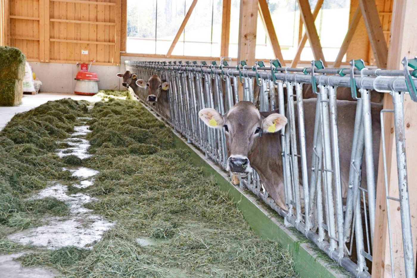 Das Heu sei nicht viel schlechter oder besser als in den vergangenen Jahren.(Bild pf)