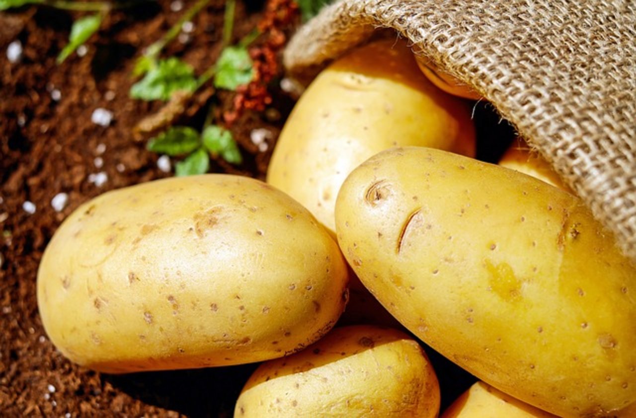 Swisspatat fordert die Kartoffelbauern dazu auf, nicht mehr als die abgesprochene Menge zu produzieren. (Bild pixabay)