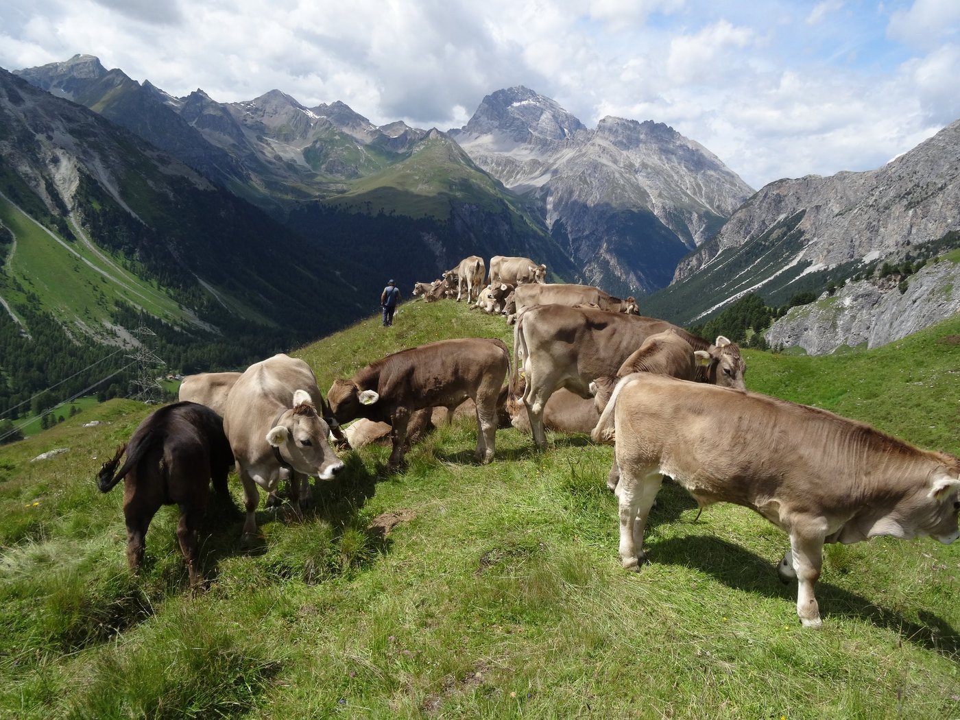 Bei allen Problemen mit Herdenschutz und Grossraubtieren: Die Faszination der Alpwirtschaft bleibt unverändert bestehen. Das Bild zeigt die Alp Crap alv, bei Preda Bergün.(Bild Vrena Crameri-Daeppen)