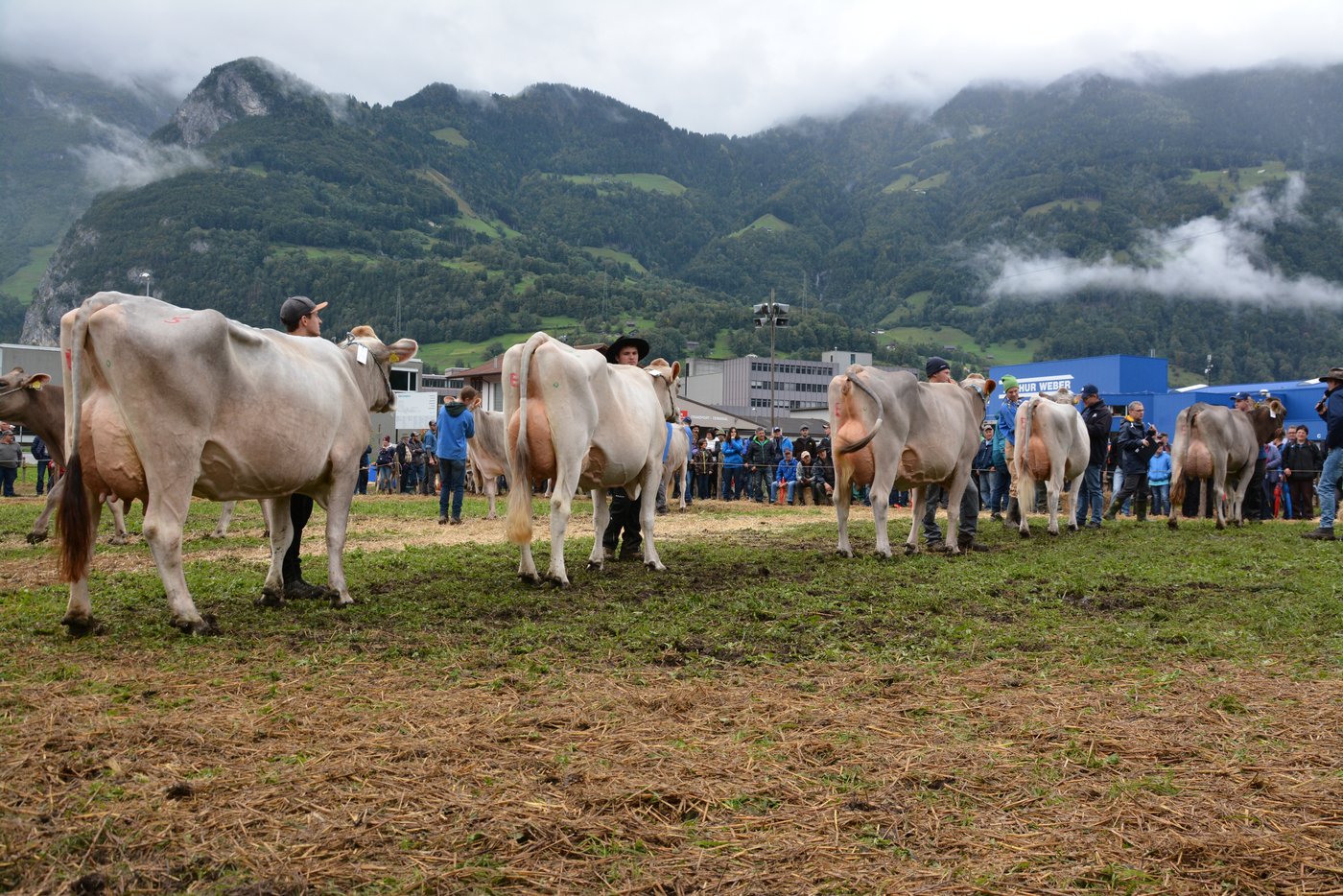 Der Aufmarsch zur Schöneuterwahl der zweit- und drittlaktierenden Kühe.