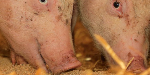 Dank besonderes bedürfnisorientierter Haltung und spezieller Fütterung soll Schweinefleisch ohne Antibiotika produziert werden können. (Bild BauZ)