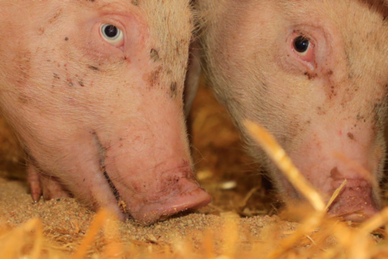 Dank besonderes bedürfnisorientierter Haltung und spezieller Fütterung soll Schweinefleisch ohne Antibiotika produziert werden können. (Bild BauZ)