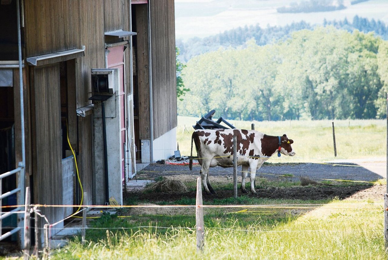 Im modernen Laufstall mit Melkroboter haben die Kühe Zugang zu einer Weide. Es wird Wiesenmilch vermarktet.
