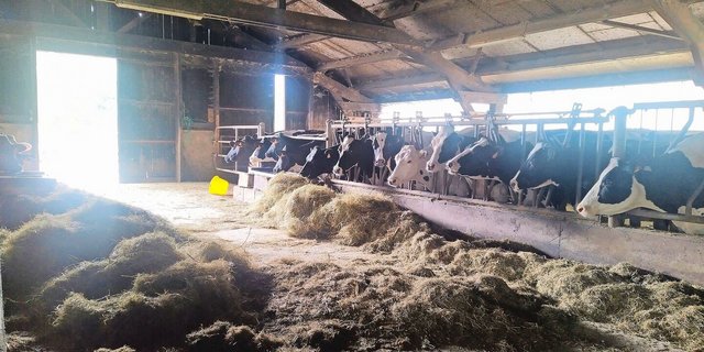 Die Kühe schauen jeden Morgen wehmütig nach draussen und hoffen, dass das Wetter den Weidegang zulässt. Bei Frost und Dauerregen müssen sie nämlich drinnen bleiben.