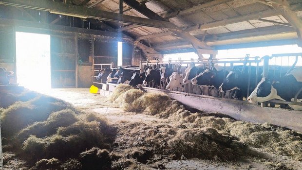 Die Kühe schauen jeden Morgen wehmütig nach draussen und hoffen, dass das Wetter den Weidegang zulässt. Bei Frost und Dauerregen müssen sie nämlich drinnen bleiben.