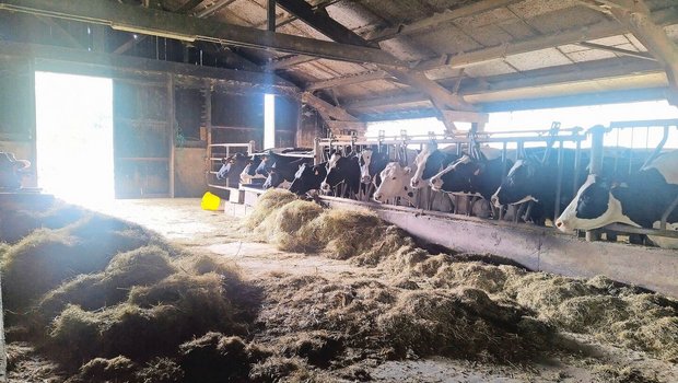 Die Kühe schauen jed Die Kühe schauen jeden Morgen wehmütig nach draussen und hoffen, dass das Wetter den Weidegang zulässt. Bei Frost und Dauerregen müssen sie nämlich drinnen bleiben.