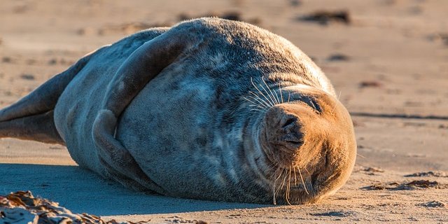 In der Umgebung der Kolonien, in denen pro Quadratkilometer bis zu 230'000 Pinguine und bis zu 25'000 Robben lebten, analysierten die Forscher Böden, Pflanzen und Tiere. Um besonders grosse Tierpopulationen fanden sie noch in Entfernungen von mehr als tausend Metern die positiven Effekte der Pinguin- und Robbenverdauung. (Bild Pixabay)