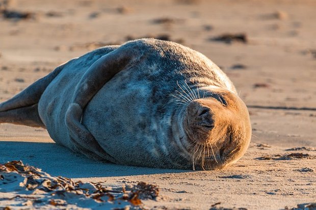 In der Umgebung der Kolonien, in denen pro Quadratkilometer bis zu 230'000 Pinguine und bis zu 25'000 Robben lebten, analysierten die Forscher Böden, Pflanzen und Tiere. Um besonders grosse Tierpopulationen fanden sie noch in Entfernungen von mehr als tausend Metern die positiven Effekte der Pinguin- und Robbenverdauung. (Bild Pixabay)