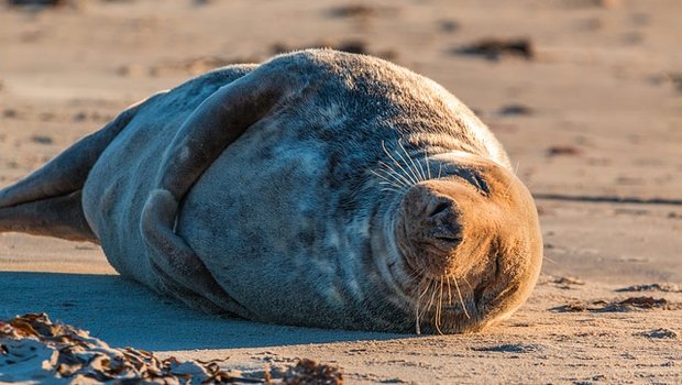 In der Umgebung der Kolonien, in denen pro Quadratkilometer bis zu 230'000 Pinguine und bis zu 25'000 Robben lebten, analysierten die Forscher Böden, Pflanzen und Tiere. Um besonders grosse Tierpopulationen fanden sie noch in Entfernungen von mehr als tausend Metern die positiven Effekte der Pinguin- und Robbenverdauung. (Bild Pixabay)