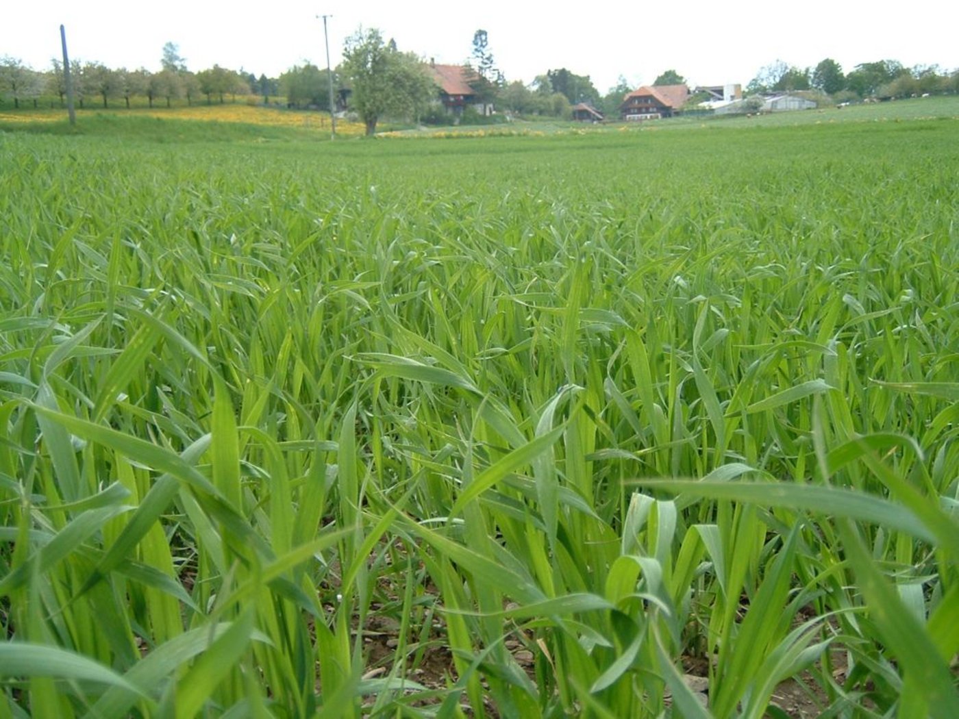 Eine Weizensorte muss zur Anbauintensität und Standort passen. Letzteres kann nur aufgrund von Erfahrungen des Betriebsleiters beurteilt werden. (Bild: BauZ)