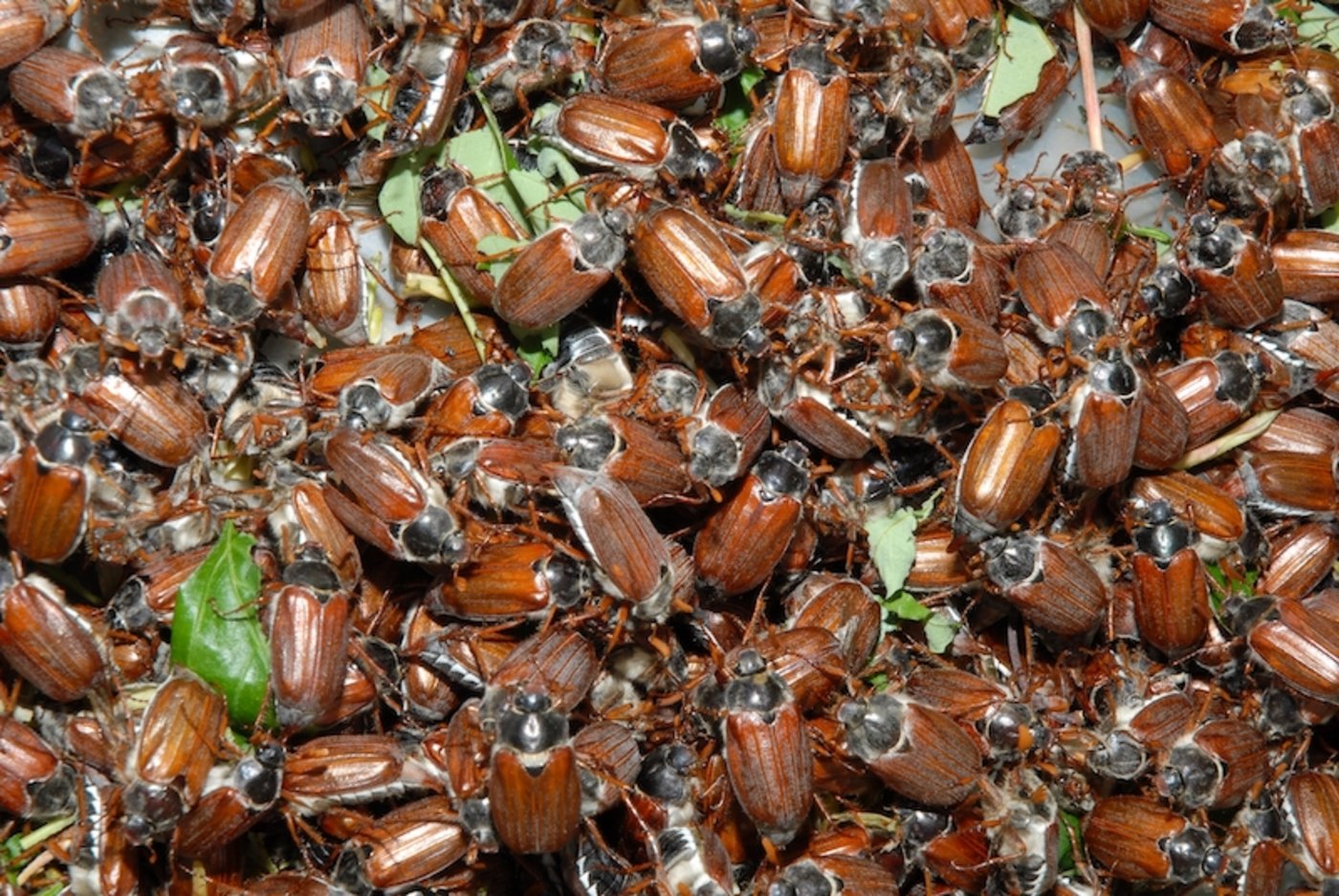 2021 ist ein Maikäferjahr vom Zyklus Urner-Flug. Betroffen sind vor allem Grünlandgebiete. 