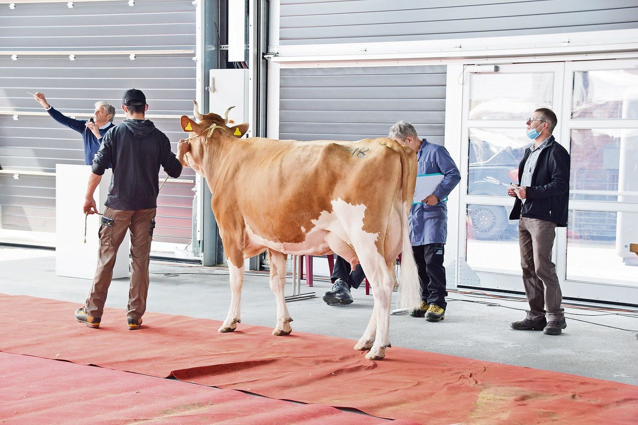 Für 4000 Franken konnte die sehr schöne SF-Kuh Andre Sila von Michael Oesch aus Eriz zugeschlagen werden. (Bilder Peter Fankhauser)