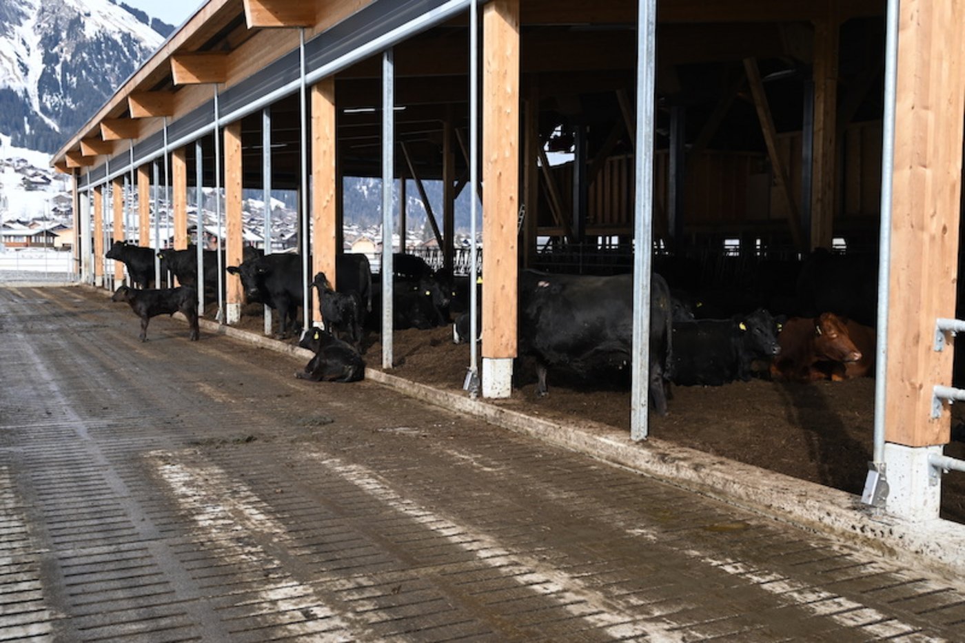 Der Laufstall ist sehr offen und luftig gebaut. Die Tiere geniessen die wärmenden Sonnenstrahlen sichtlich. 