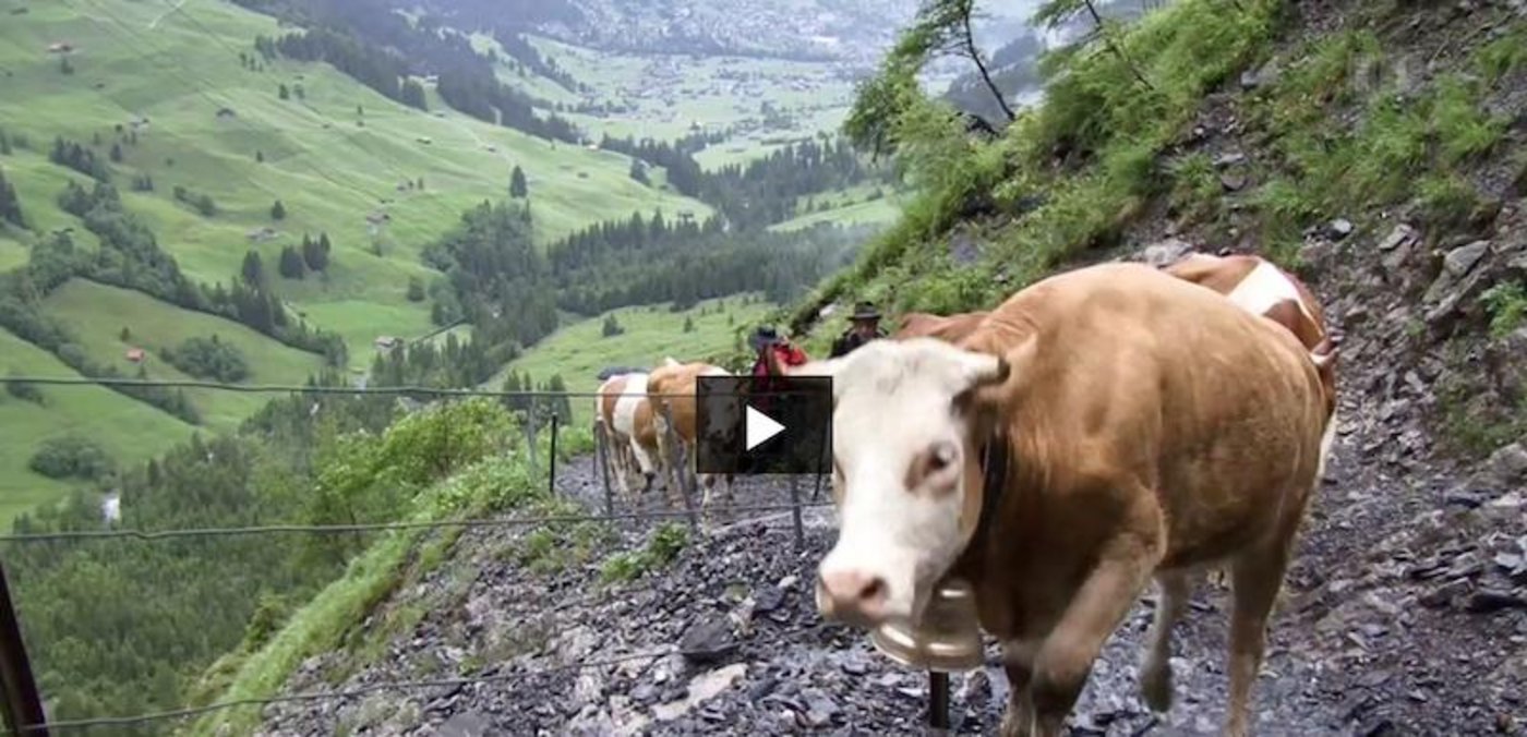 Bald geht es wieder z Alp. Mit dem Dokumentarfilm von Thomas Rickenmann kann man sich schon mal einstimmen. (Printscreen SRF Dok)
