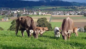 Strenge Regeln: Kaspar Tschümperlins Mutterkühe haben einen OB-Anteil von über 99 %, aber keinen Reinzucht-Schein. 