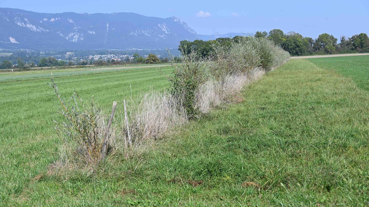 Solche Strukturelemente bieten vielfältigen Lebensraum. 