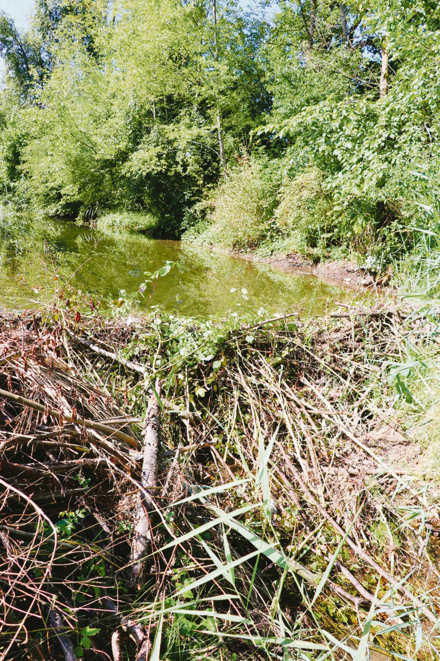 Beeindruckendes Bauwerk: Mit diesem Damm staut ein Biber im Unterrütikanal das Wasser.