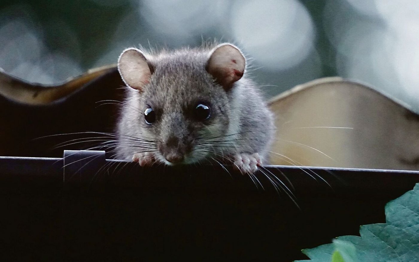 «Ist der Siebenschläfertag ein Regentag, regnet es auch sieben Wochen danach», behauptet die Bauernregel. Doch was ist dran am alten Merkverslein? Gilt es auch heute (noch)? 