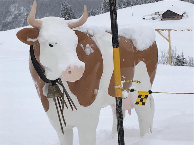 Diese Kuh hat keine Mühe mit der Kälte. (Bild akr)