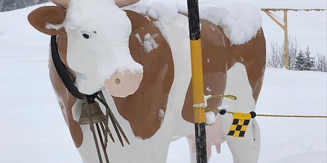 Diese Kuh hat keine Mühe mit der Kälte. (Bild akr)