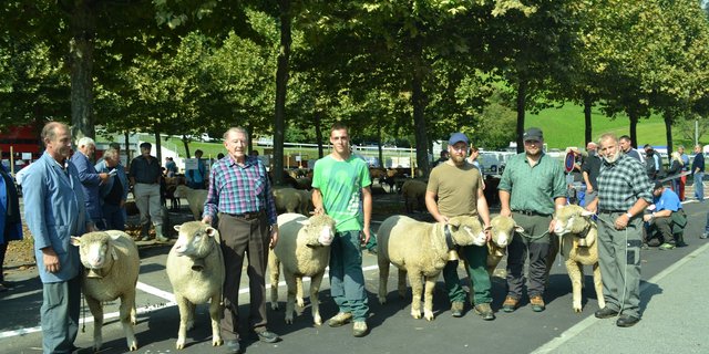 Beim Betriebscup bei der Rasse des Weissen Alpenschafes gewannen die Giswiler Alfred Abächerli (Gruppe links) und Ruedy und Chrigu Wolf mit der gleichen Punktzahl. (Bild Paul Küchler)