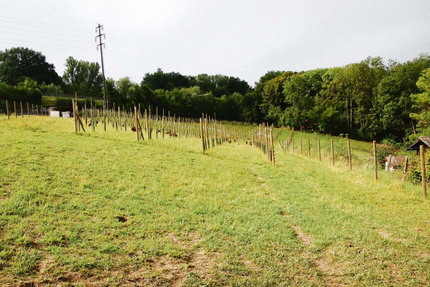 Passanten sollen sich über die spezielle Anlage umfassend informieren können. Dafür wurden Informationstafel aufgestellt.(Bild RoMü)
