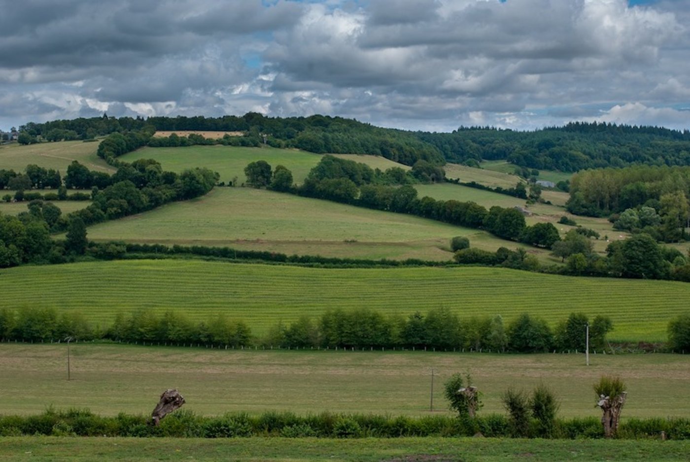 Im Luzernischen gibt es Zoff bei der Pflege einer Hecke eines Vernetzungsprojekts. (Sympolbild Pixabay)