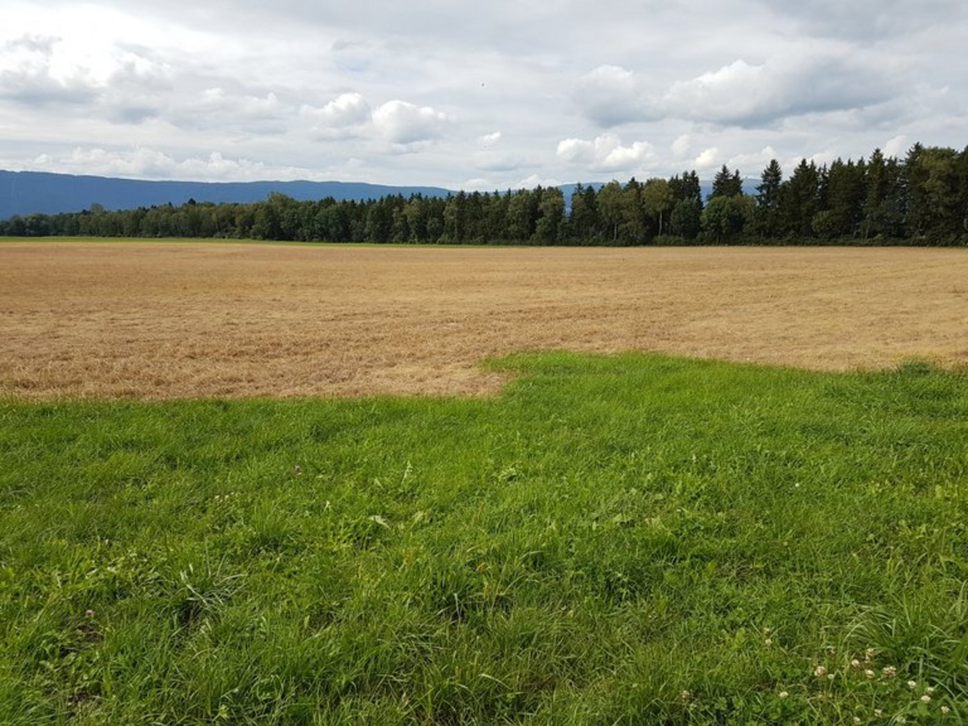 Glyphosat ist ein Totalherbizid. Würde es über Salat ausgebracht, stürbe dieser ab. (Symbolbild/ji)