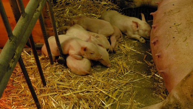 Die Ferkel eines Wurfes können sehr unterschiedliche Geburtsgewichte aufweisen. Leichtere haben gegenüber ihren grösseren Geschwistern einen Nachteil beim Kampf um die Zitzen. (Bild BauZ)