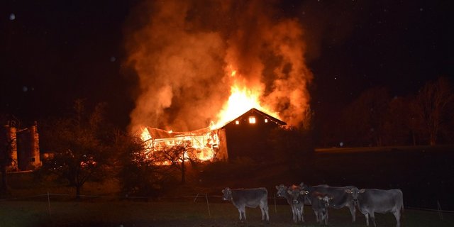 Zur Zeit des Brandes befanden sich drei Kälber noch im Stall. Sie konnten nicht mehr gerettet werden. (Bild Kantonspolizei Graubünden)