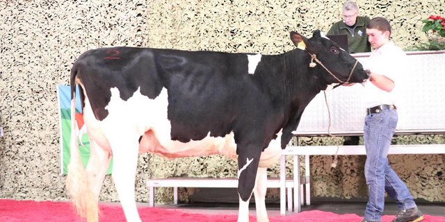 Käsers Unix Trista beeindruckte mit ihrem Exterieur und einer leistungsstarken Familie im Hintergrund. 