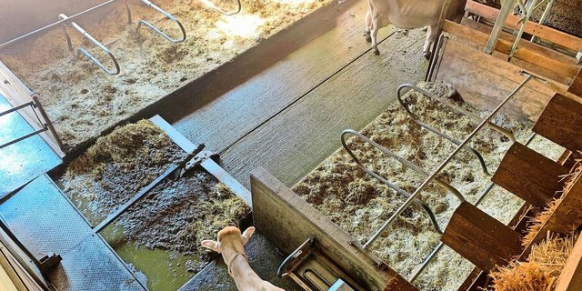 Laufstallböden sind immer wieder Thema, hier eine klassische Beton-Variante. Gussasphalt werde hingegen unterschätzt, schreibt unser Autor.