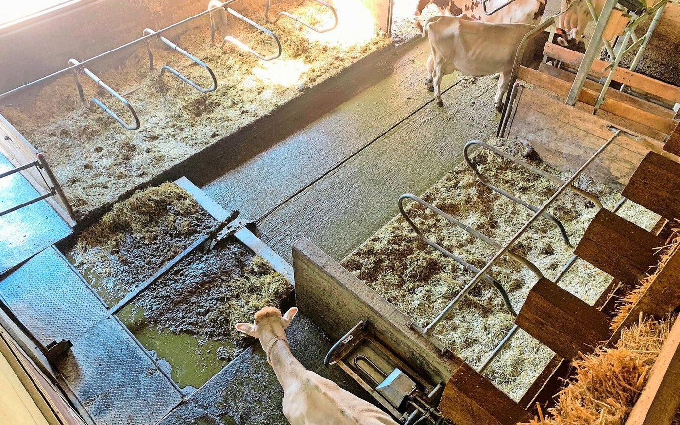 Laufstallböden sind immer wieder Thema, hier eine klassische Beton-Variante. Gussasphalt werde hingegen unterschätzt, schreibt unser Autor.