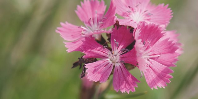Die Kartäuser-Nelke ist balkontauglich. (Foto: flora-press.de)