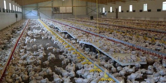 Mehr als die Hälfte des untersuchten deutsche Hähnchenfleisches enthält Antibiotika-resistente Erreger. (Bild lid/Josef Kottmann)