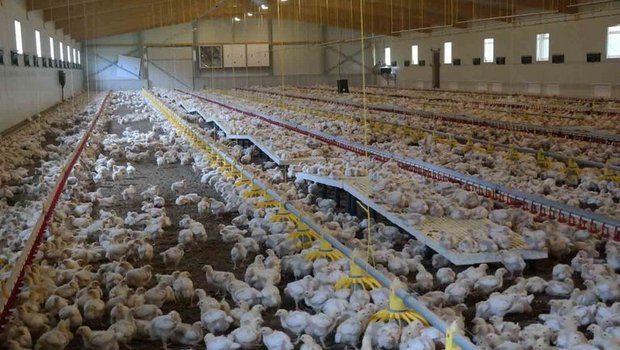 Mehr als die Hälfte des untersuchten deutsche Hähnchenfleisches enthält Antibiotika-resistente Erreger. (Bild lid/Josef Kottmann)