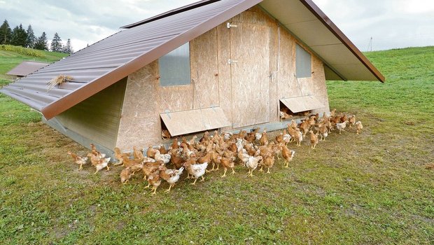 Was gilt als Werk, was als Gebäude? Dieser mobile Hühnerstall ist kein Gebäude, weil er nicht fest am Boden verankert ist. Das ist ein wichtiges Detail.