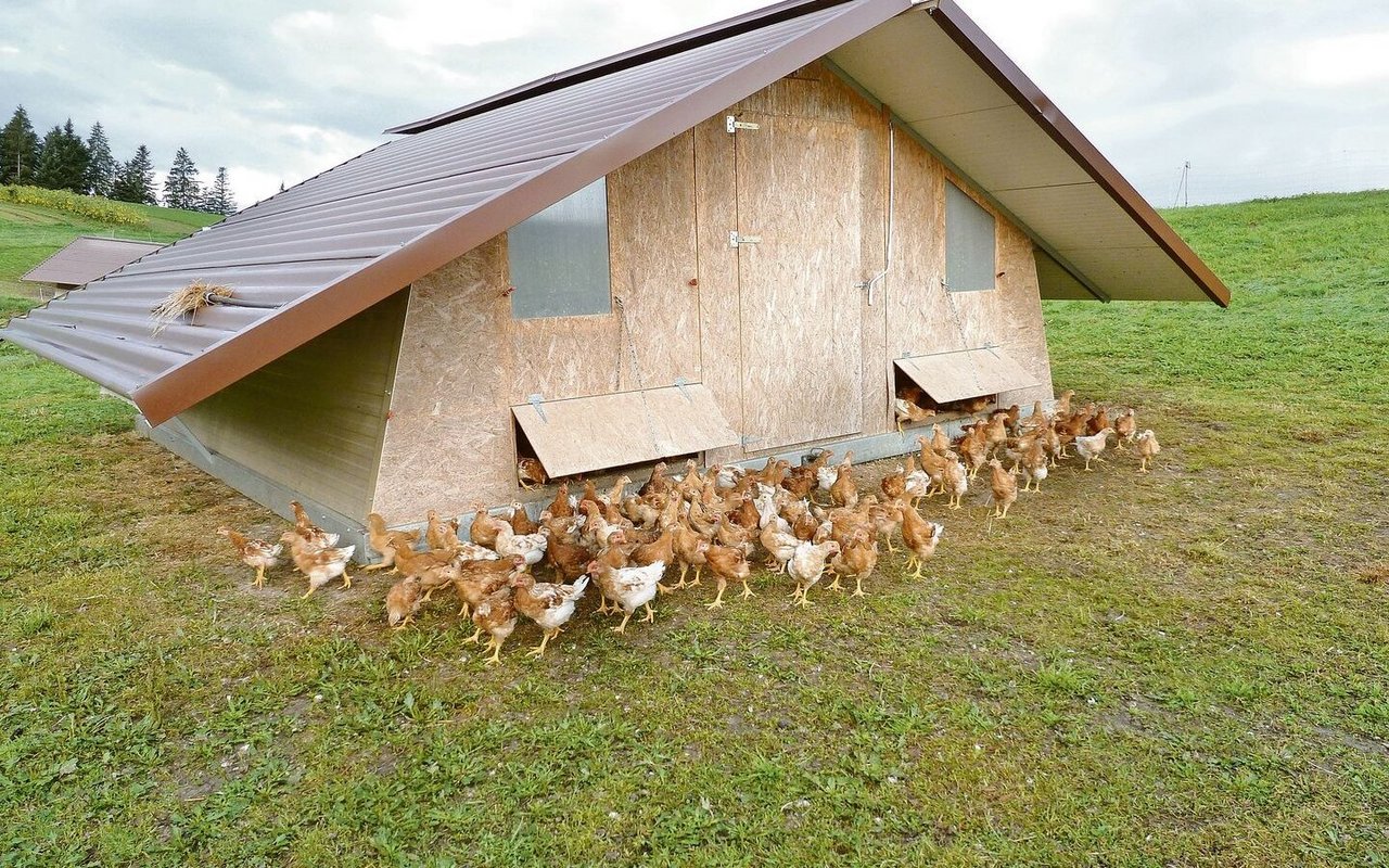 Was gilt als Werk, was als Gebäude? Dieser mobile Hühnerstall ist kein Gebäude, weil er nicht fest am Boden verankert ist. Das ist ein wichtiges Detail.
