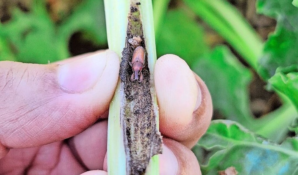 2026 kann auch der Rübenrüssler mit Acetamiprid bekämpft werden – aber nur auf Anweisung der kantonalen Pflanzenschutzstelle.