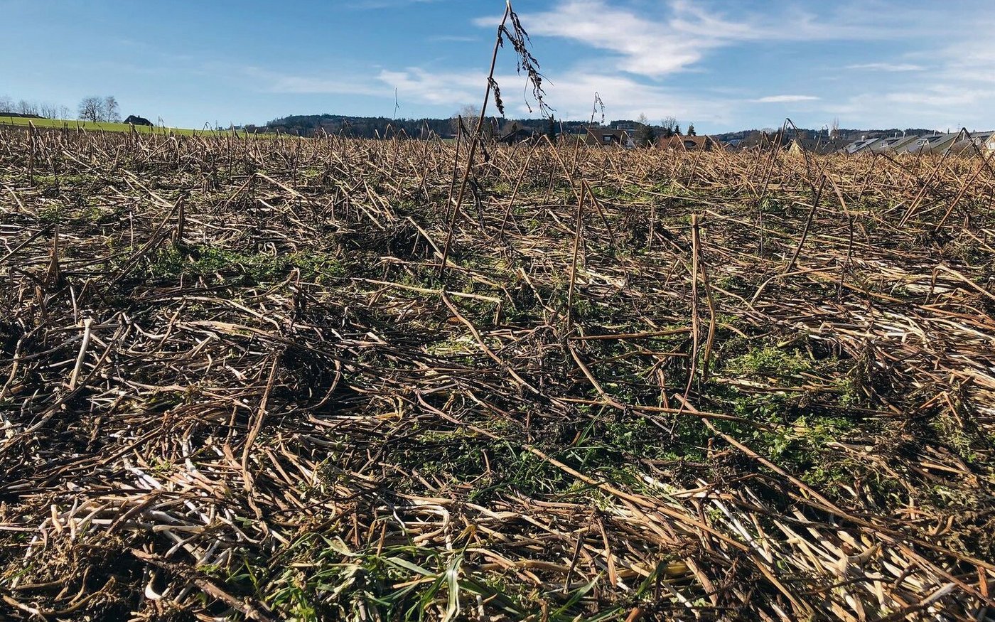 Diese Gründüngung hat den Boden über den Winter geschützt. Für den Beitrag zur angemessenen Bedeckung muss sie bis zum 15. Februar stehen bleiben.