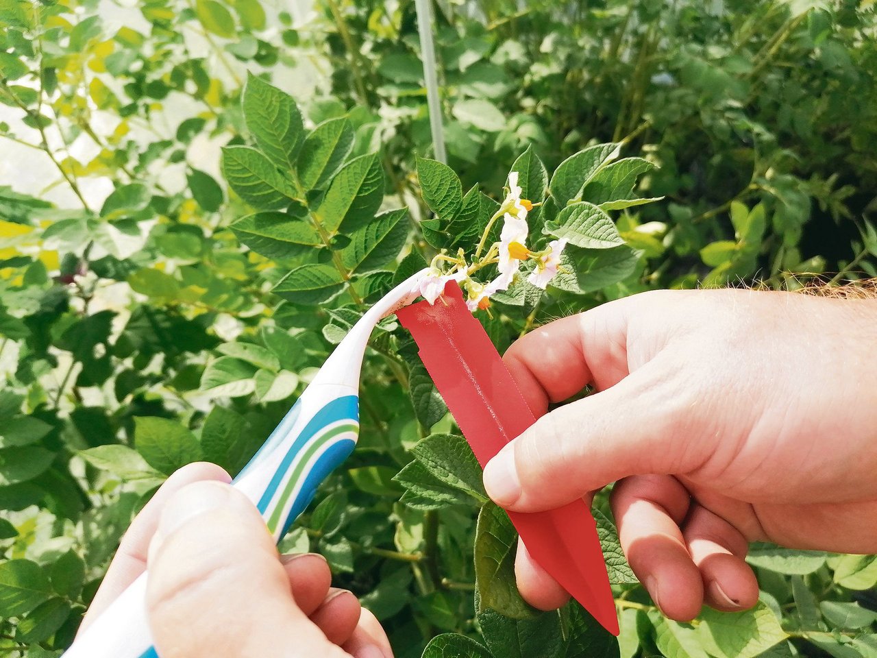 Hier entnimmt Stefan Griesser den Pollen einer Kartoffelpflanze. Die Bestäubung der Blüten erfolgt von Juni bis August und ist nicht immer erfolgreich. (Bild Belinda Balmer)