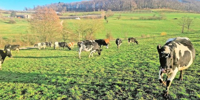 Meist sonniges Wetter mit Höchsttemperaturen von 12 bis 18 Grad im Mittelland anfangs März ermöglichten einen optimalen Zeitpunkt für einen ersten Pflegeweidegang.