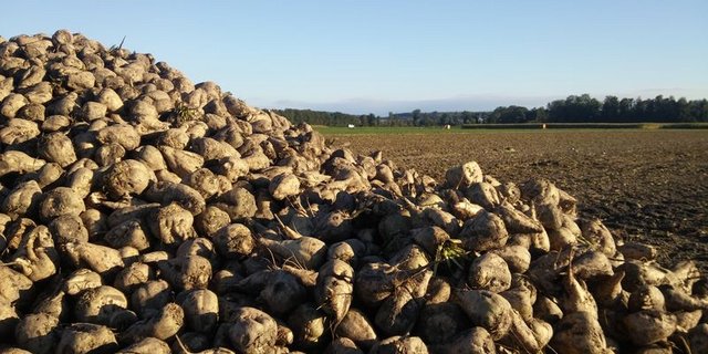 Die SZU wollen die Anbaubereitschaft der Pflanzer erhalten. (Bild ji)