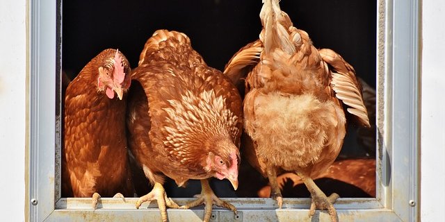 Bei Freilandbetrieben wuchsen die verfügbaren Haltungsplätze um 4,6 % auf 9,38 Millionen. (Symbolbild Pixabay)