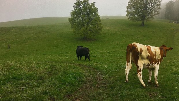 Erkundung des neuen Gebietes – trotz eingeschränkter Sicht.