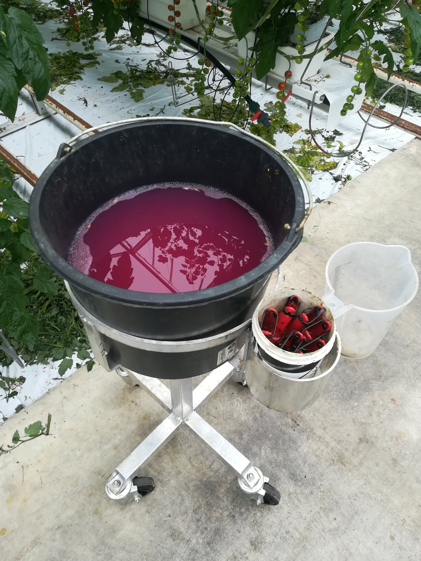 An jeder Kulturreihe sollte entweder ein mobiler Eimer mit Desinfektionslösung (im Bild Virkon S – rosa gefärbt) und mehreren Schnittwerkzeugen bereitstehen.