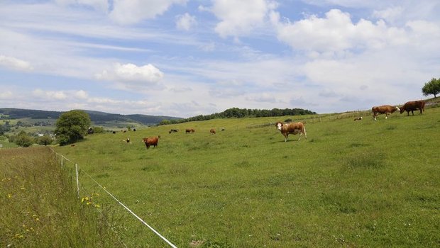 In der Schweiz werden derzeit wenig Kühe geschlachtet. (Symbolbild ji/lid)